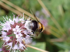Eristalis intricaria