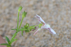 Nemesia