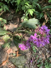 Calanthe dominyi