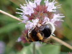 Eristalis intricaria