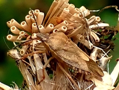 Carpocoris purpureipennis