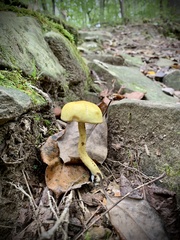 Retiboletus ornatipes