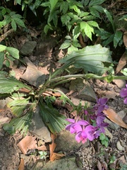 Calanthe dominyi