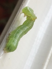 Trichoplusia ni