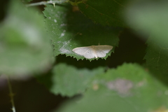 Idaea distinctaria