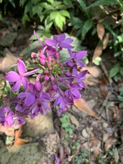 Calanthe dominyi