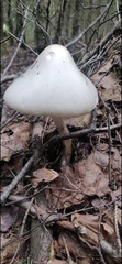 Amanita virosa