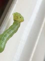 Trichoplusia ni