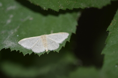 Idaea distinctaria