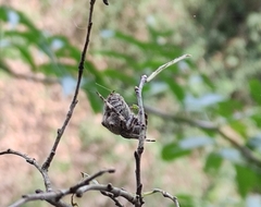 Araneus angulatus