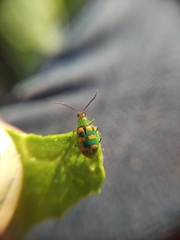 Diabrotica speciosa