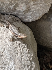 Sceloporus graciosus