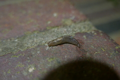 Limacoidea