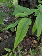 Prunus serotina