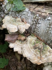 Trametes ochracea
