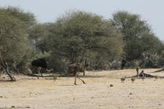 Struthio camelus australis