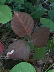 Toxicodendron rydbergii