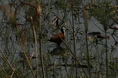 Actophilornis africanus