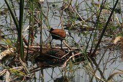 Actophilornis africanus