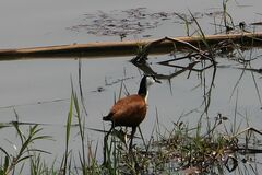 Actophilornis africanus