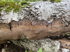 Phellinus laevigatus
