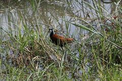 Actophilornis africanus