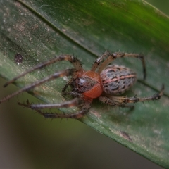 Alpaida veniliae