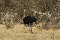 Struthio camelus australis