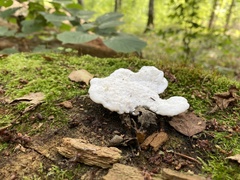 Amaropostia stiptica