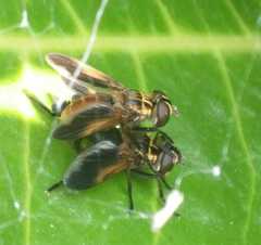 Trichopoda pictipennis