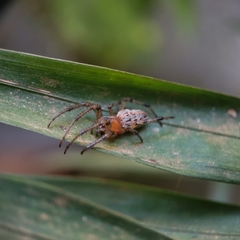 Alpaida veniliae