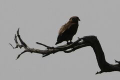 Terathopius ecaudatus