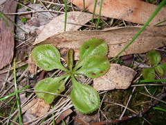 Drosera praefolia