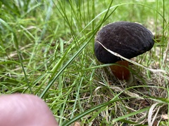 Xerocomellus pruinatus