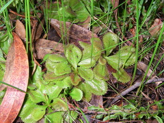 Drosera praefolia