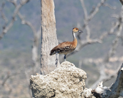 Dendrocygna arborea