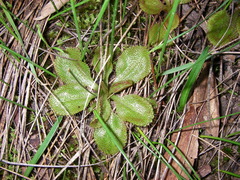 Drosera praefolia