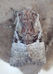 Meropleon diversicolor