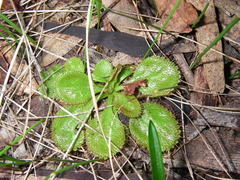 Drosera praefolia