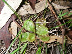 Drosera praefolia