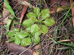Drosera praefolia