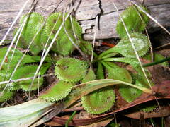 Drosera praefolia