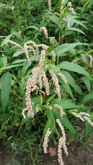 Persicaria lapathifolia