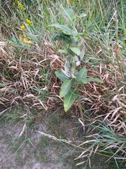 Asclepias syriaca