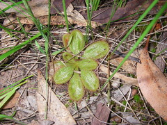 Drosera praefolia