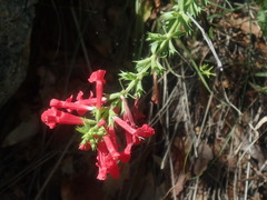 Stachys coccinea