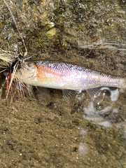 Clinostomus funduloides