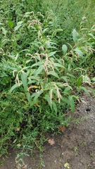 Persicaria lapathifolia