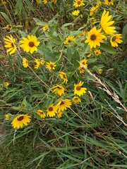 Helianthus maximiliani