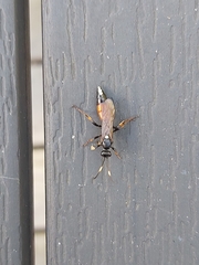 Ichneumon